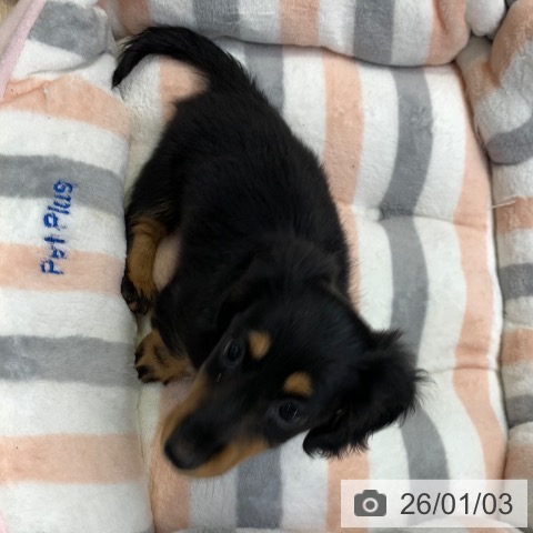 千葉県のミニチュアダックスフンド(ロング) (ペットプラス 幕張新都心店/2025年10月31日生まれ/女の子/ブラックタン)の子犬の3枚目の画像