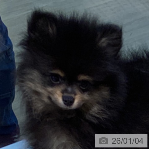 宮城県のポメラニアン (ペットプラス 仙台泉大沢店/2025年10月25日生まれ/男の子/ブラックタン)の子犬の4枚目の画像