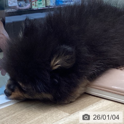 宮城県のポメラニアン (ペットプラス 仙台泉大沢店/2025年10月25日生まれ/男の子/ブラックタン)の子犬の3枚目の画像