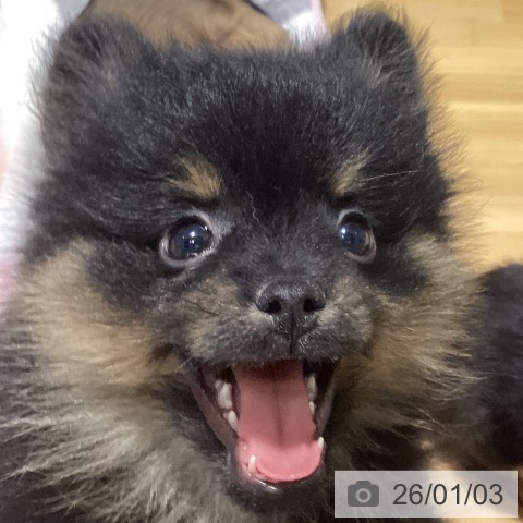 埼玉県のポメラニアン (ペットプラス 与野店/2025年10月25日生まれ/女の子/ブラックタン)の子犬の4枚目の画像