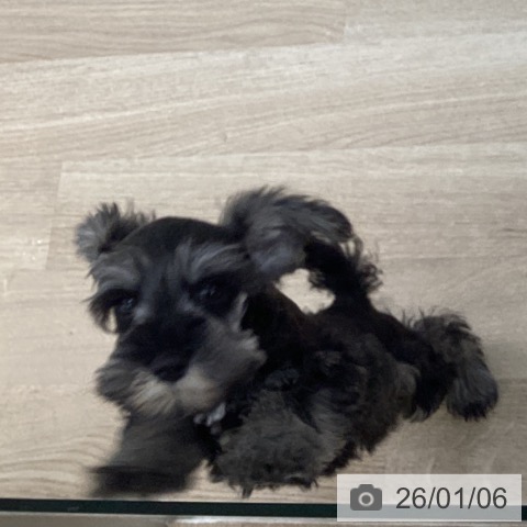 千葉県のミニチュアシュナウザー (ペットプラス 船橋店/2025年10月31日生まれ/男の子/ソルトペッパー)の子犬の4枚目の画像