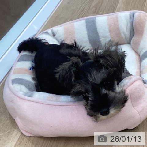 千葉県のミニチュアシュナウザー (ペットプラス 船橋店/2025年10月31日生まれ/男の子/ソルトペッパー)の子犬の3枚目の画像