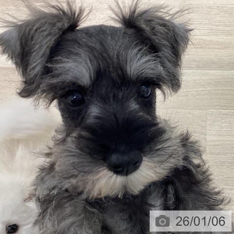 宮城県のミニチュアシュナウザー (ペットプラス 仙台上杉店/2025年10月31日生まれ/男の子/ソルトペッパー)の子犬の4枚目の画像