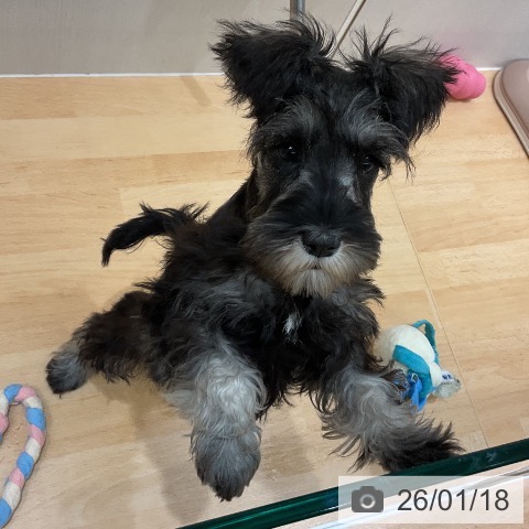 千葉県のミニチュアシュナウザー (ペットプラス 成田店/2025年10月30日生まれ/女の子/ソルトペッパー)の子犬の4枚目の画像