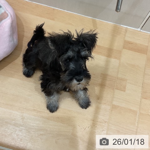 千葉県のミニチュアシュナウザー (ペットプラス 成田店/2025年10月30日生まれ/女の子/ソルトペッパー)の子犬の3枚目の画像