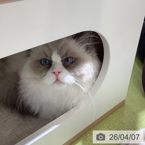 ラグドールの写真