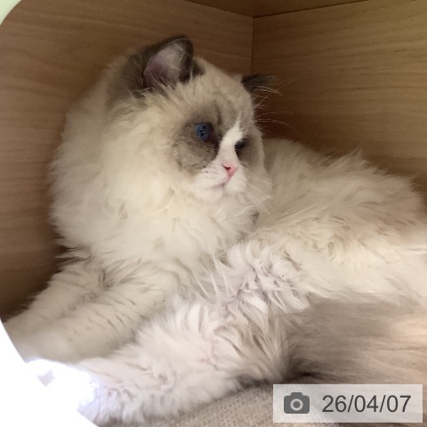 ラグドールの写真