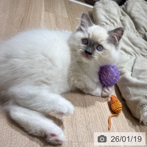 埼玉県のラグドール (ペットプラス 所沢店/2025年10月30日生まれ/女の子/ブルーポイントミテッド)の子猫の3枚目の画像