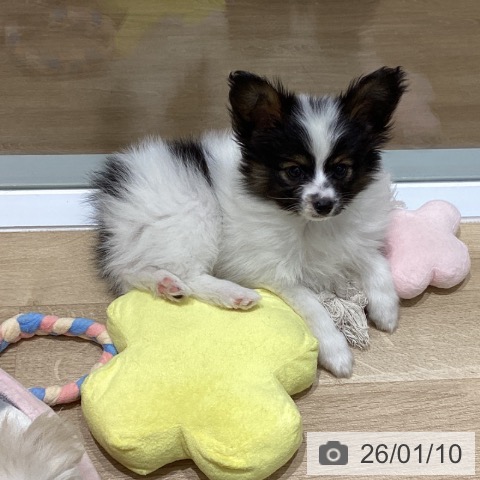 岩手県のパピヨン (ペットプラス 盛岡南店/2025年10月31日生まれ/男の子/トライカラー)の子犬の3枚目の画像