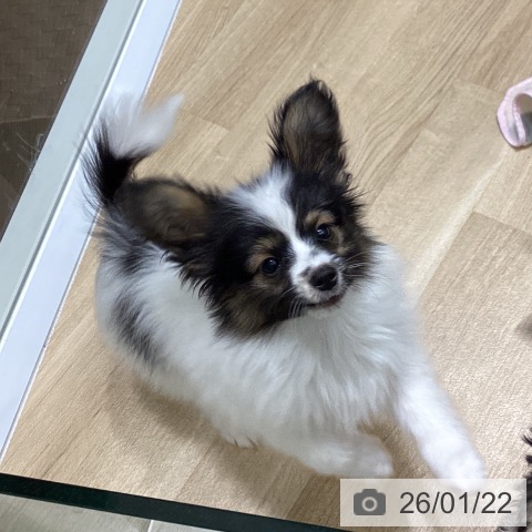 岩手県のパピヨン (ペットプラス 盛岡南店/2025年10月31日生まれ/男の子/トライカラー)の子犬の4枚目の画像