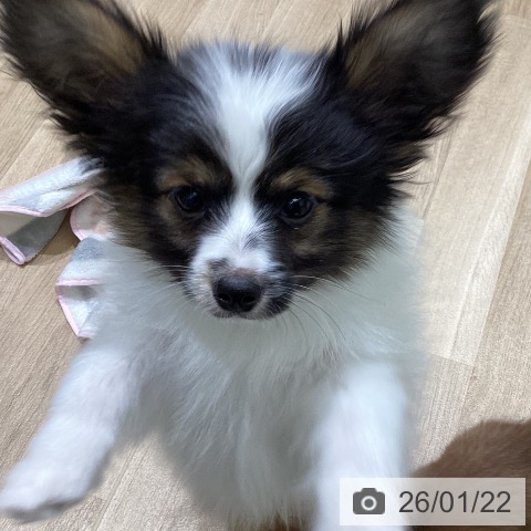 岩手県のパピヨン (ペットプラス 盛岡南店/2025年10月31日生まれ/男の子/トライカラー)の子犬の3枚目の画像