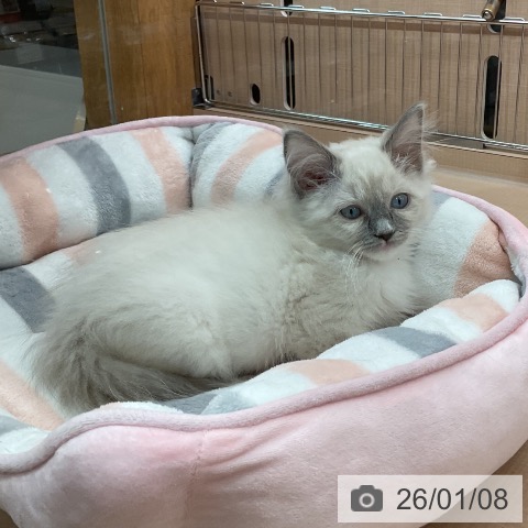 埼玉県のラグドール (ペッツワン 新座店/2025年10月17日生まれ/女の子/ブルーポイントミテッド)の子猫の4枚目の画像