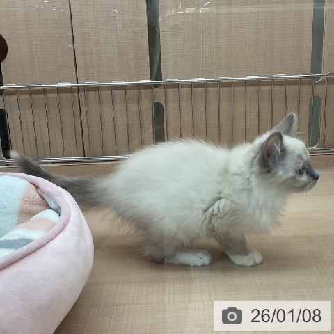 埼玉県のラグドール (ペッツワン 新座店/2025年10月17日生まれ/女の子/ブルーポイントミテッド)の子猫の3枚目の画像