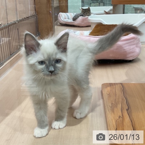 埼玉県のラグドール (ペッツワン 新座店/2025年10月17日生まれ/女の子/ブルーポイントミテッド)の子猫の3枚目の画像