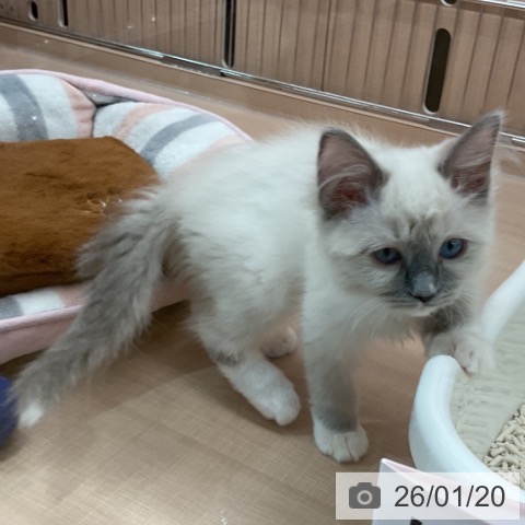 埼玉県のラグドール (ペッツワン 新座店/2025年10月17日生まれ/女の子/ブルーポイントミテッド)の子猫の3枚目の画像