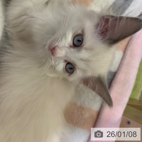 千葉県のラグドール (ペットプラス 幕張新都心店/2025年10月17日生まれ/女の子/ブルーポイントバイカラー)の子猫の3枚目の画像