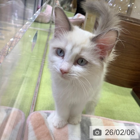 千葉県のラグドール (ペットプラス 幕張新都心店/2025年10月17日生まれ/女の子/ブルーポイントバイカラー)の子猫の3枚目の画像