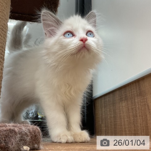 茨城県のラグドール (ペッツワン 古河店/2025年10月17日生まれ/女の子/ブルーポイントバイカラー)の子猫の4枚目の画像