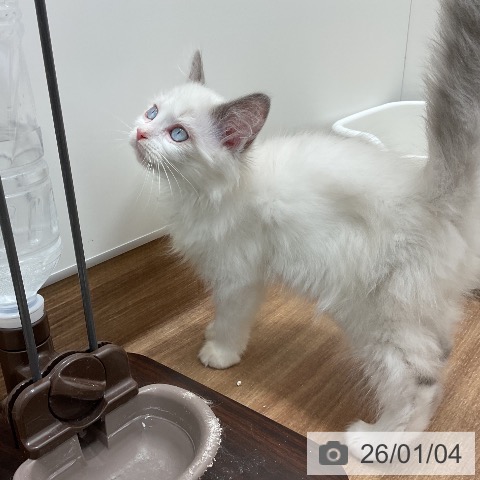 茨城県のラグドール (ペッツワン 古河店/2025年10月17日生まれ/女の子/ブルーポイントバイカラー)の子猫の3枚目の画像