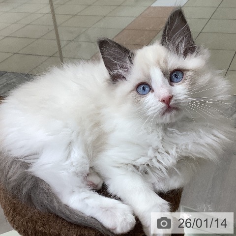 東京都のラグドール (ペットプラス 日の出店/2025年10月15日生まれ/男の子/ブルーポイントバイカラー)の子猫の4枚目の画像
