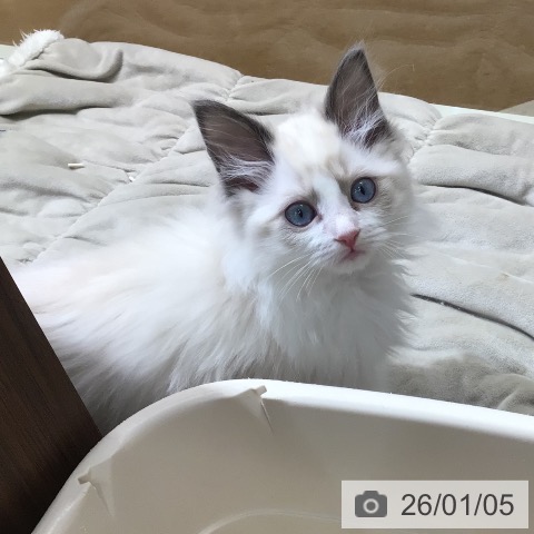 東京都のラグドール (ペットプラス 日の出店/2025年10月15日生まれ/男の子/ブルーポイントバイカラー)の子猫の3枚目の画像