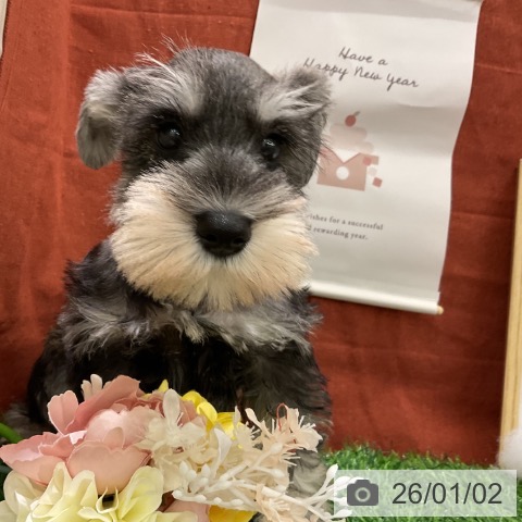 千葉県のミニチュアシュナウザー (ペットプラス コトエ流山おおたかの森店/2025年10月30日生まれ/男の子/ソルトペッパー)の子犬の4枚目の画像