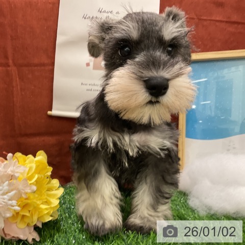 千葉県のミニチュアシュナウザー (ペットプラス コトエ流山おおたかの森店/2025年10月30日生まれ/男の子/ソルトペッパー)の子犬の3枚目の画像