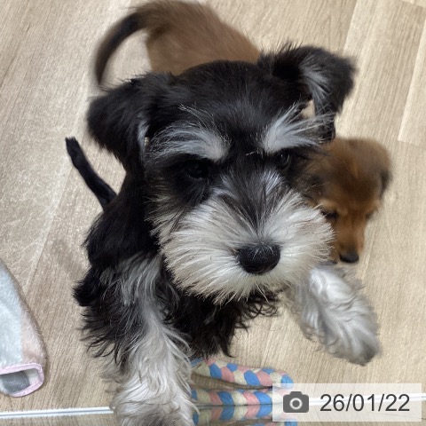 岩手県のミニチュアシュナウザー (ペットプラス 盛岡南店/2025年10月30日生まれ/女の子/ブラックシルバー)の子犬の4枚目の画像