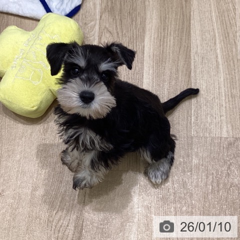 岩手県のミニチュアシュナウザー (ペットプラス 盛岡南店/2025年10月30日生まれ/女の子/ブラックシルバー)の子犬の3枚目の画像