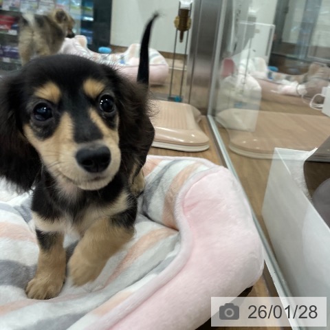 ミニチュア・ダックスフンドの写真