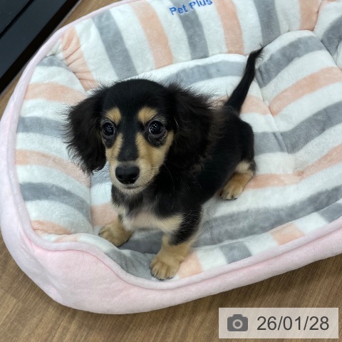 茨城県のミニチュアダックスフンド(ロング) (ペッツワン つくば店/2025年10月31日生まれ/男の子/ブラックタン)の子犬の4枚目の画像