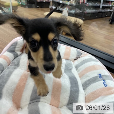 茨城県のミニチュアダックスフンド(ロング) (ペッツワン つくば店/2025年10月31日生まれ/男の子/ブラックタン)の子犬の3枚目の画像