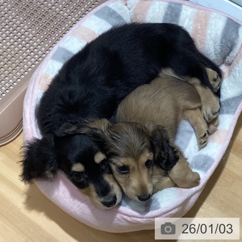 埼玉県のミニチュアダックスフンド(ロング) (ペットプラス 与野店/2025年10月31日生まれ/女の子/シェーデットレッド)の子犬の3枚目の画像