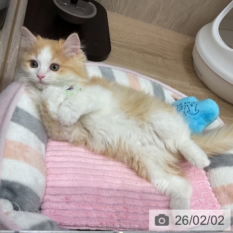 埼玉県のラガマフィン (ペットプラス 与野店/2025年10月23日生まれ/男の子/レッドタビーホワイト)の子猫の4枚目の画像