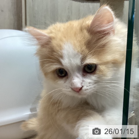 埼玉県のラガマフィン (ペットプラス 与野店/2025年10月23日生まれ/男の子/レッドタビーホワイト)の子猫の3枚目の画像