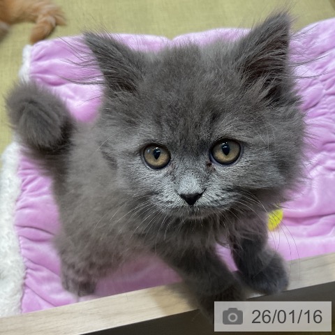 福島県のブリティッシュショートヘアー (ペットプラス イオンタウン郡山店/2025年10月24日生まれ/男の子/ブルー)の子猫の4枚目の画像