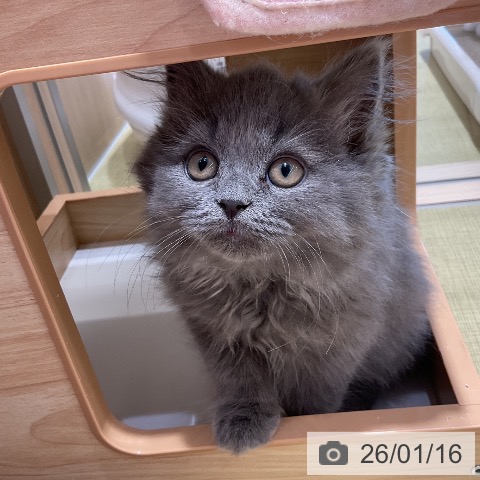 福島県のブリティッシュショートヘアー (ペットプラス イオンタウン郡山店/2025年10月24日生まれ/男の子/ブルー)の子猫の3枚目の画像