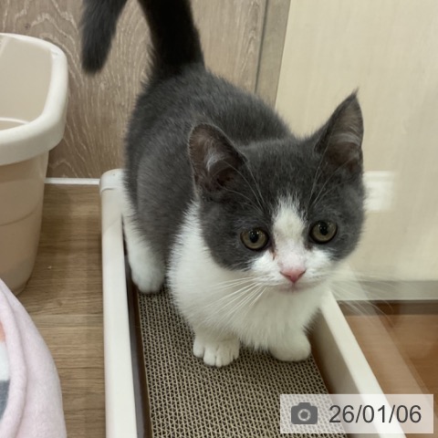 神奈川県のマンチカン (ペットプラス 湘南平塚店/2025年10月30日生まれ/男の子/ブルーホワイト)の子猫の4枚目の画像
