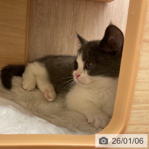 神奈川県のマンチカン (ペットプラス 湘南平塚店/2025年10月30日生まれ/男の子/ブルーホワイト)の子猫の3枚目の画像