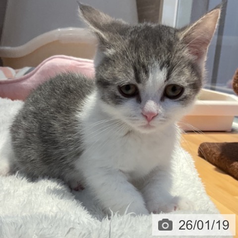 山形県のマンチカン (ペットプラス 天童店/2025年10月30日生まれ/男の子/ブルータビーホワイト)の子猫の4枚目の画像