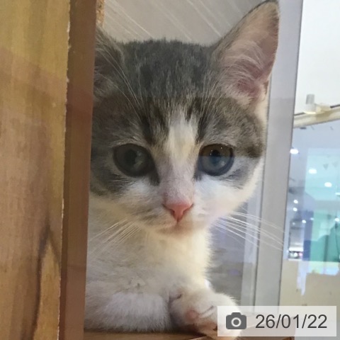 山形県のマンチカン (ペットプラス 天童店/2025年10月30日生まれ/男の子/ブルータビーホワイト)の子猫の4枚目の画像