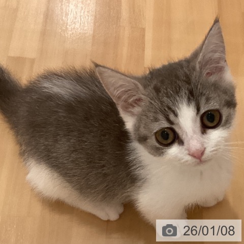 山形県のマンチカン (ペットプラス 天童店/2025年10月30日生まれ/男の子/ブルータビーホワイト)の子猫の3枚目の画像