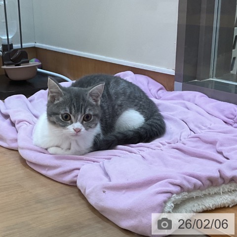 東京都のマンチカン (ペッツワン 南砂町SUNAMO店/2025年10月30日生まれ/男の子/ブルータビーホワイト)の子猫の3枚目の画像