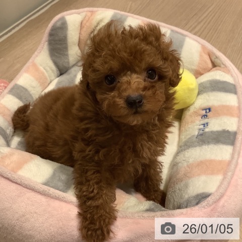 神奈川県のトイプードル(トイ) (ペットプラス 新百合丘店/2025年10月23日生まれ/男の子/レッド)の子犬の4枚目の画像