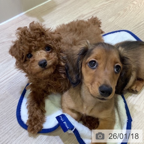 トイ・プードルの写真