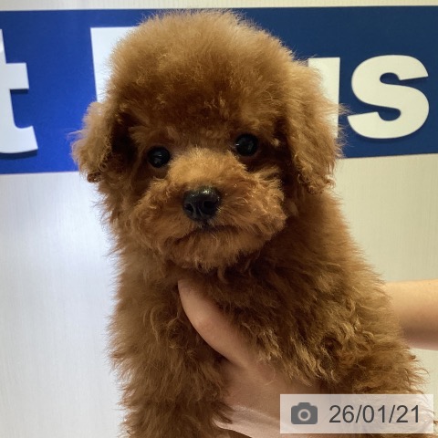 トイ・プードルの写真