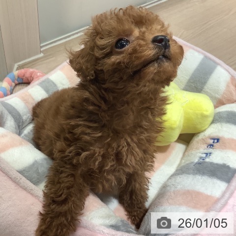 神奈川県のトイプードル(トイ) (ペットプラス 新百合丘店/2025年10月23日生まれ/男の子/レッド)の子犬の3枚目の画像