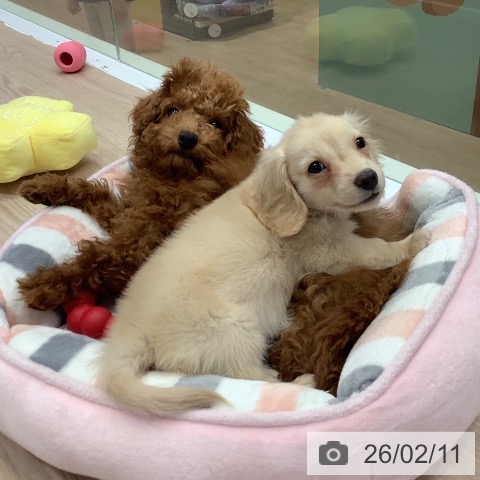 神奈川県のトイプードル(トイ) (ペットプラス 新百合丘店/2025年10月23日生まれ/男の子/レッド)の子犬の4枚目の画像