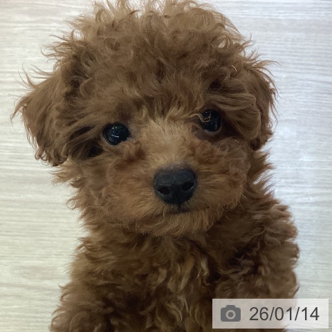 神奈川県のトイプードル(トイ) (ペットプラス 新百合丘店/2025年10月23日生まれ/男の子/レッド)の子犬の3枚目の画像