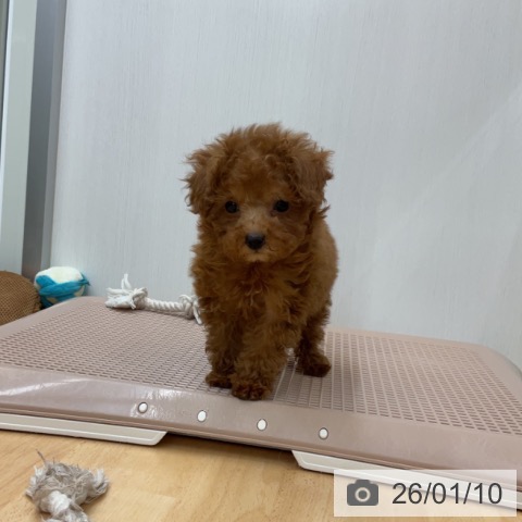 埼玉県のトイプードル(トイ) (ペットプラス 浦和美園店/2025年10月23日生まれ/男の子/レッド)の子犬の4枚目の画像